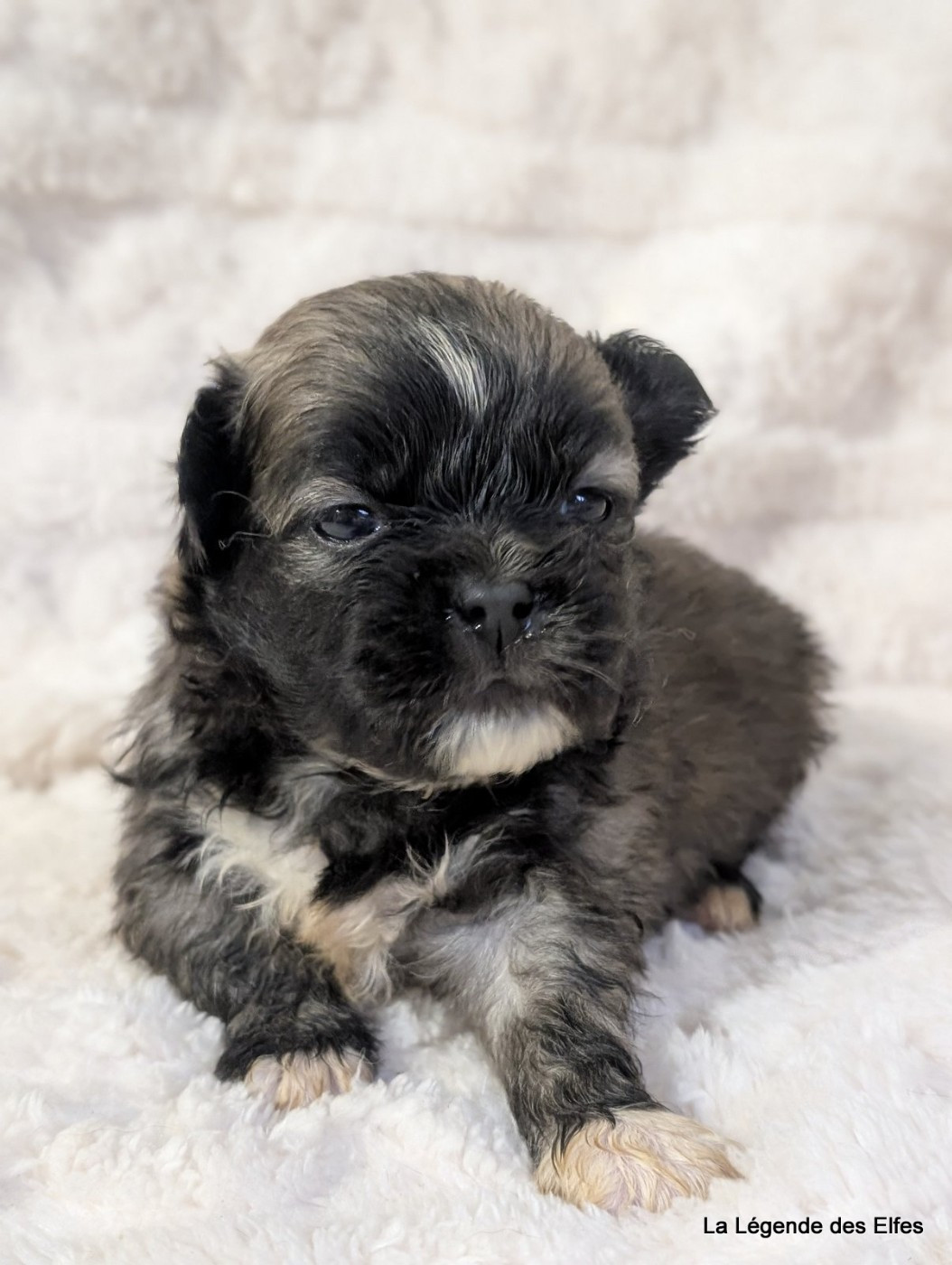 de la légende des elfes - Chiots disponibles - Epagneul tibetain