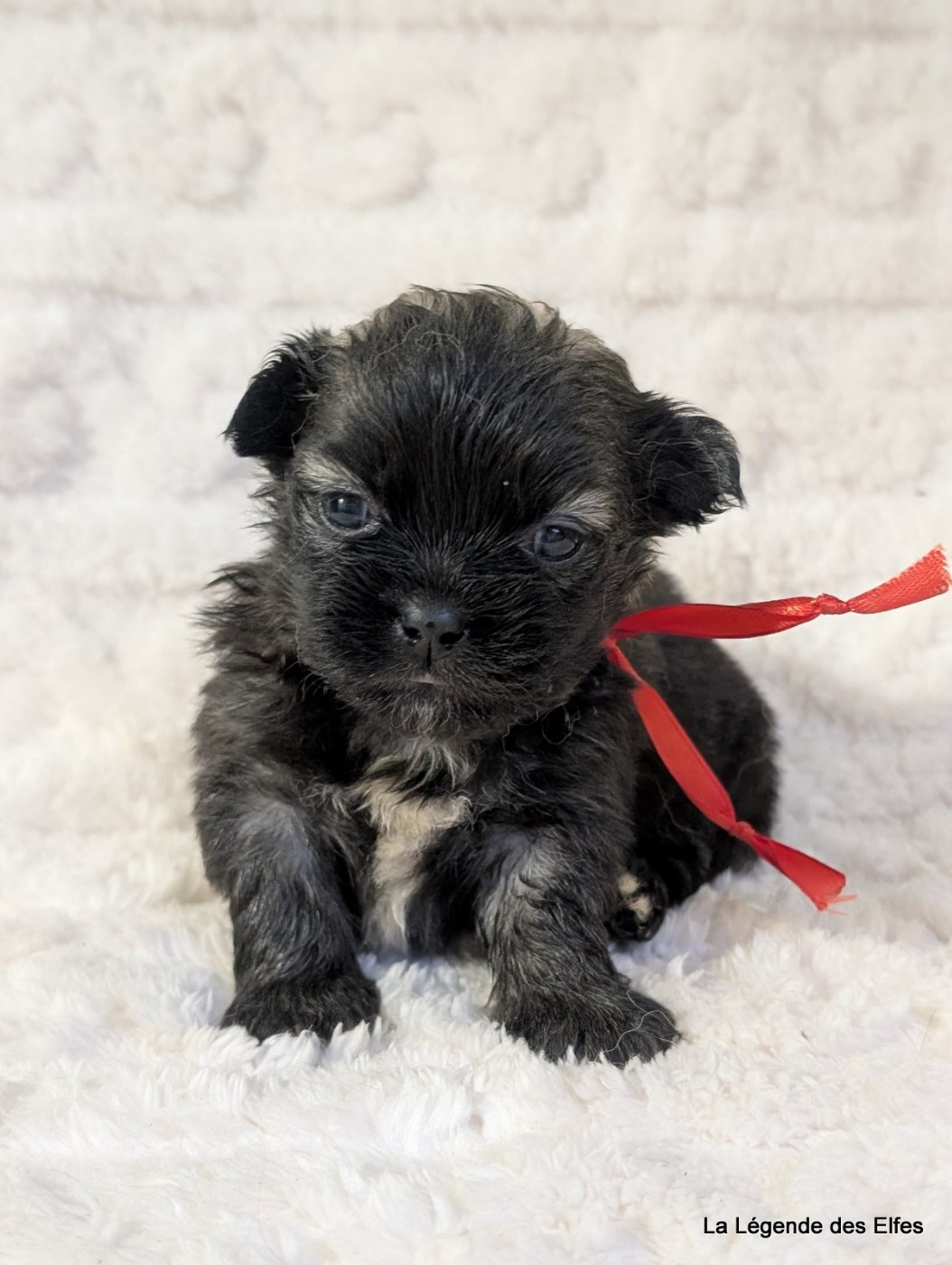 de la légende des elfes - Chiots disponibles - Epagneul tibetain