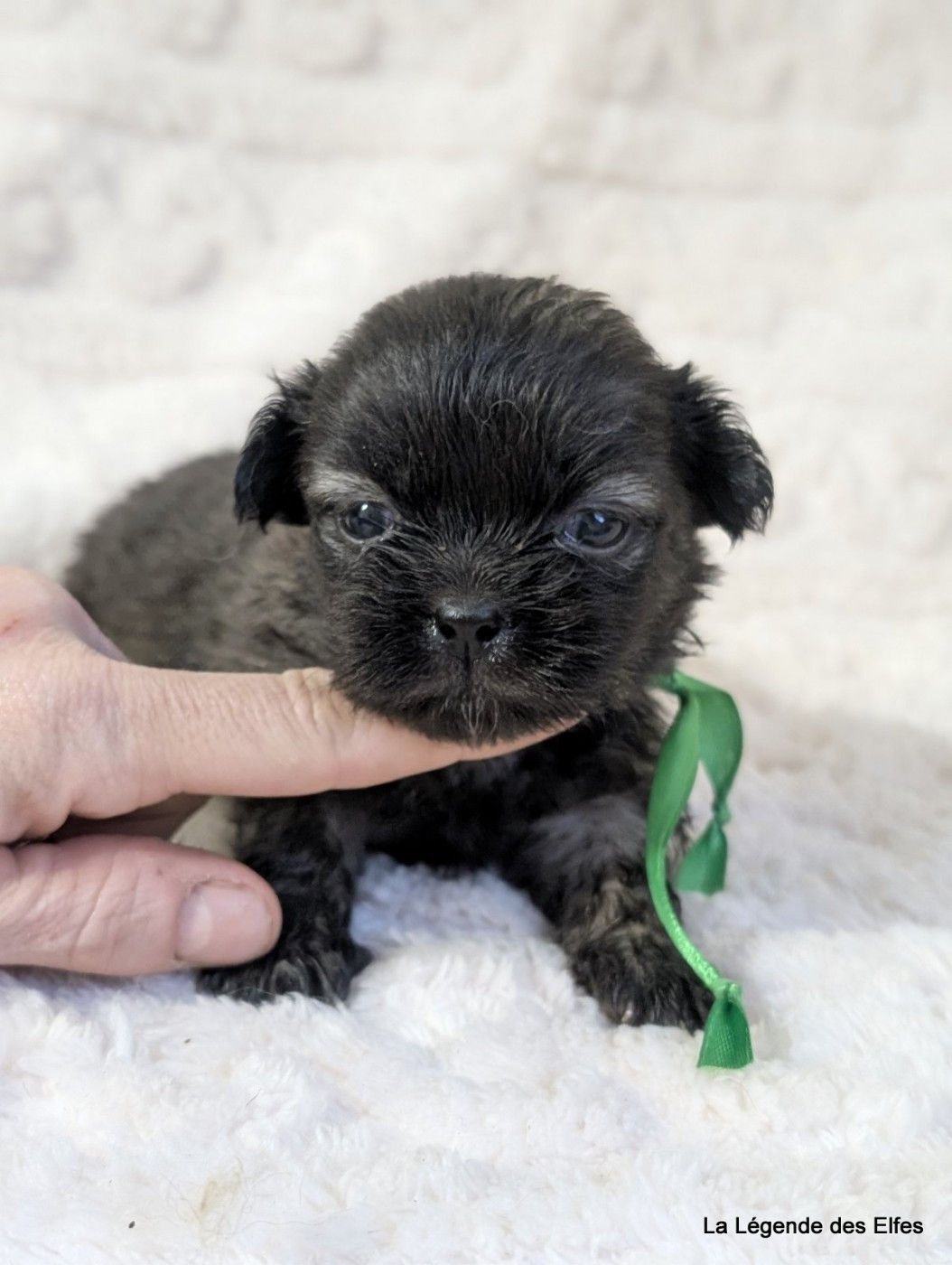 de la légende des elfes - Chiots disponibles - Epagneul tibetain