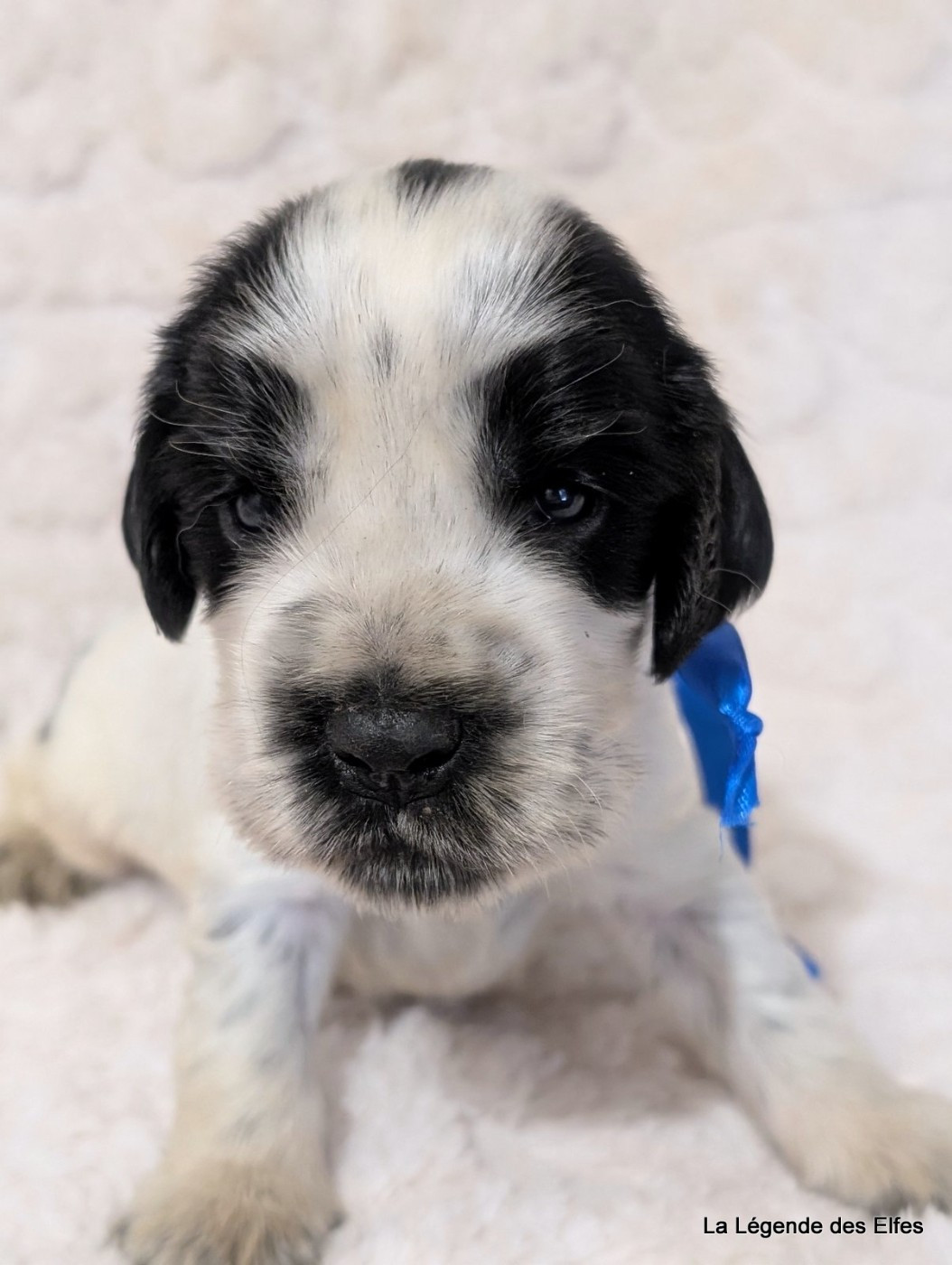 de la légende des elfes - Chiots disponibles - Cocker Spaniel Anglais