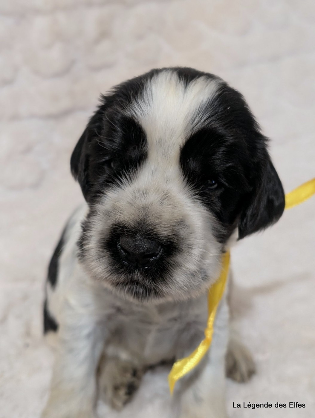 de la légende des elfes - Chiots disponibles - Cocker Spaniel Anglais