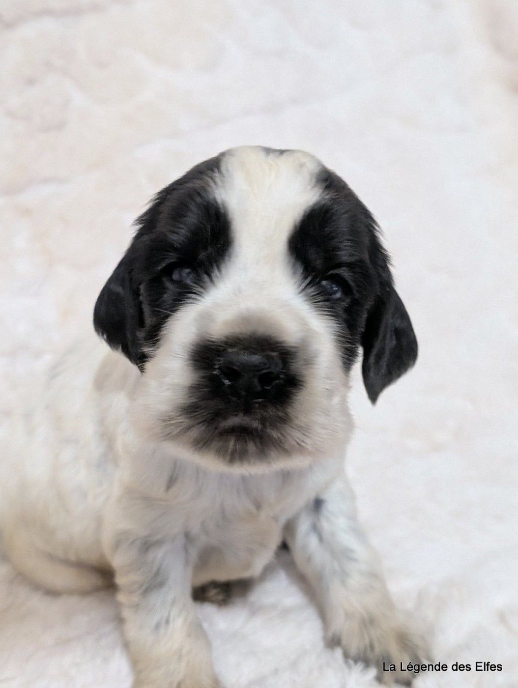 de la légende des elfes - Chiots disponibles - Cocker Spaniel Anglais