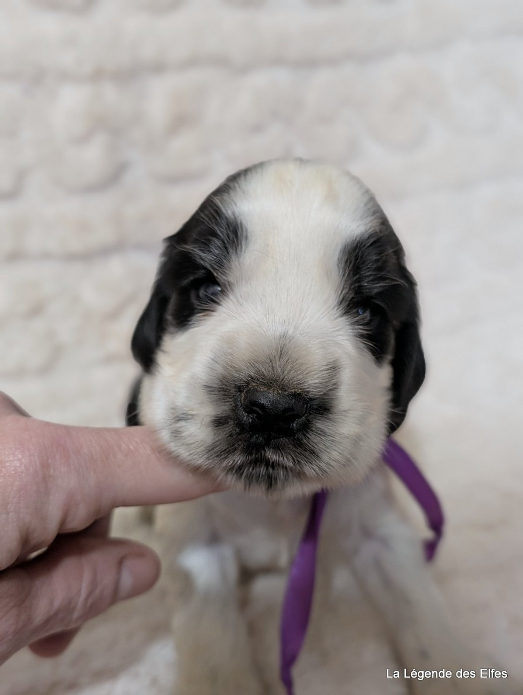 de la légende des elfes - Chiots disponibles - Cocker Spaniel Anglais