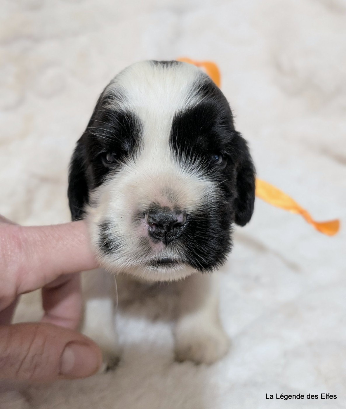 de la légende des elfes - Chiots disponibles - Cocker Spaniel Anglais