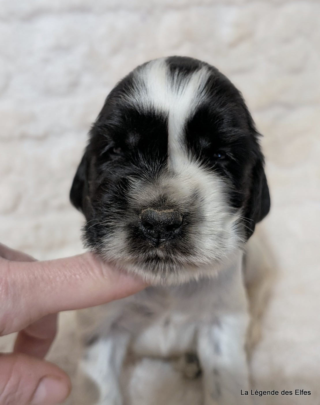 de la légende des elfes - Chiots disponibles - Cocker Spaniel Anglais