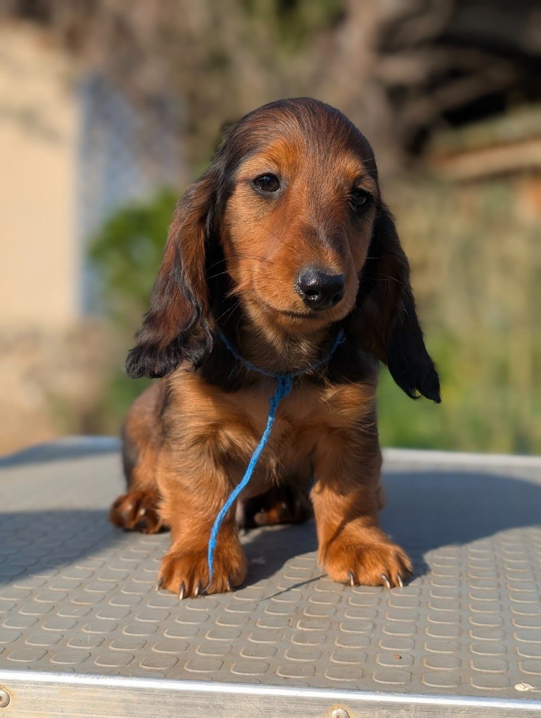 de la légende des elfes - Chiots disponibles - Teckel poil long