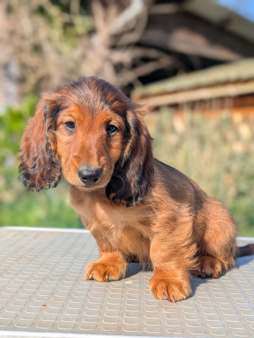 de la légende des elfes - Chiots disponibles - Teckel poil long
