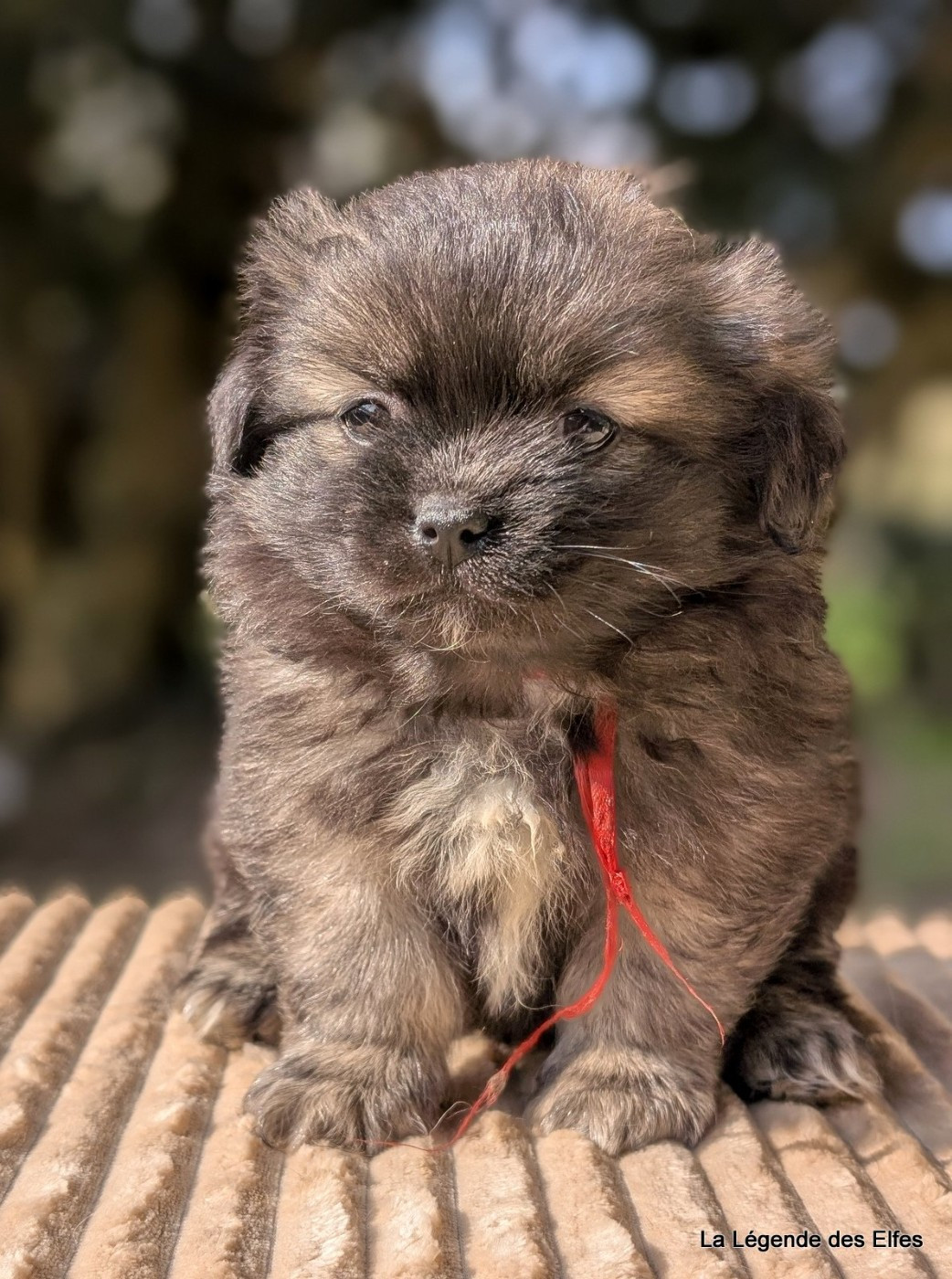 de la légende des elfes - Chiots disponibles - Epagneul tibetain