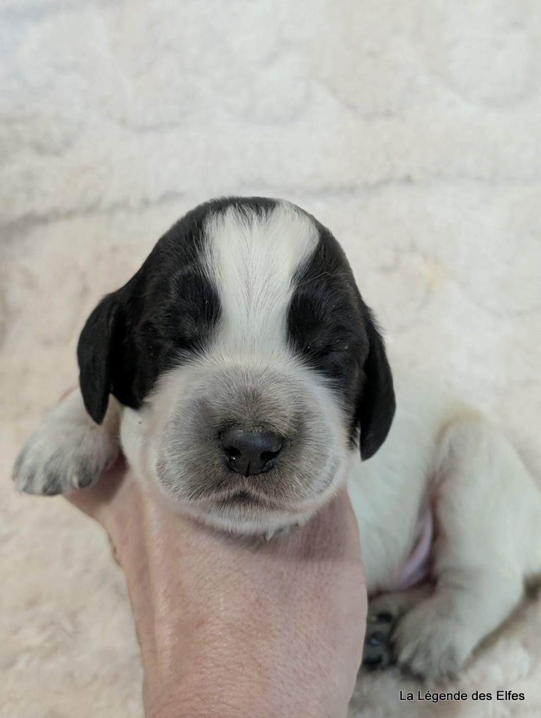 de la légende des elfes - Chiots disponibles - Cocker Spaniel Anglais