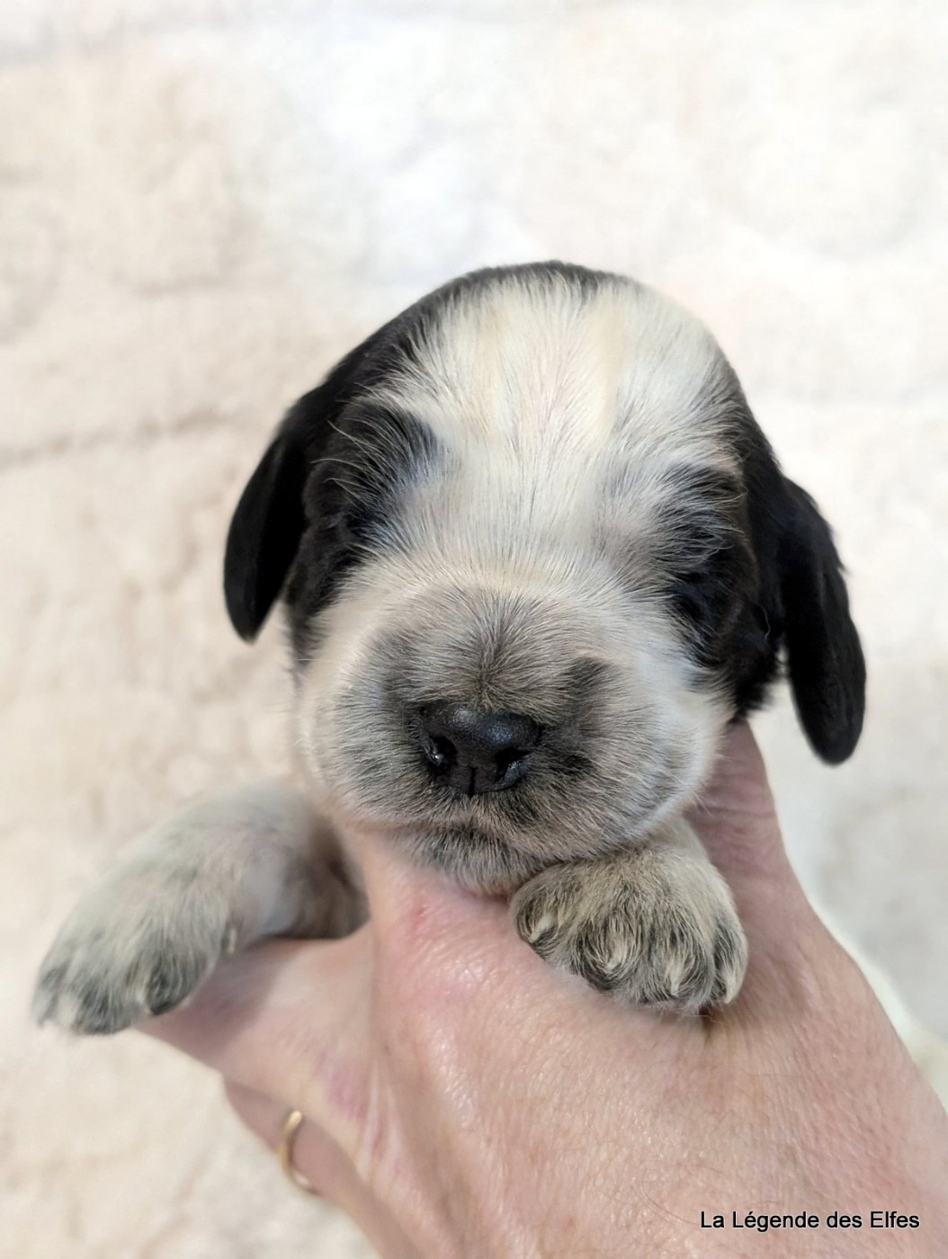 de la légende des elfes - Chiots disponibles - Cocker Spaniel Anglais