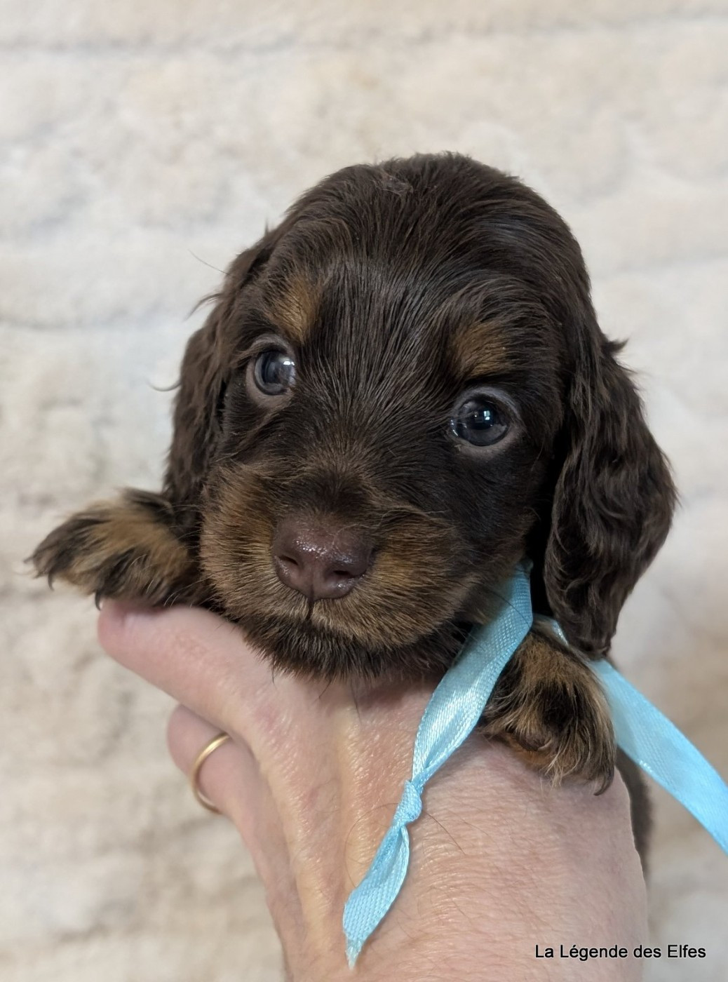 de la légende des elfes - Chiots disponibles - Teckel poil long