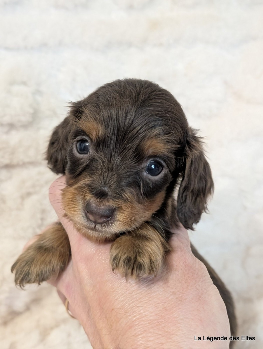 de la légende des elfes - Chiots disponibles - Teckel poil long