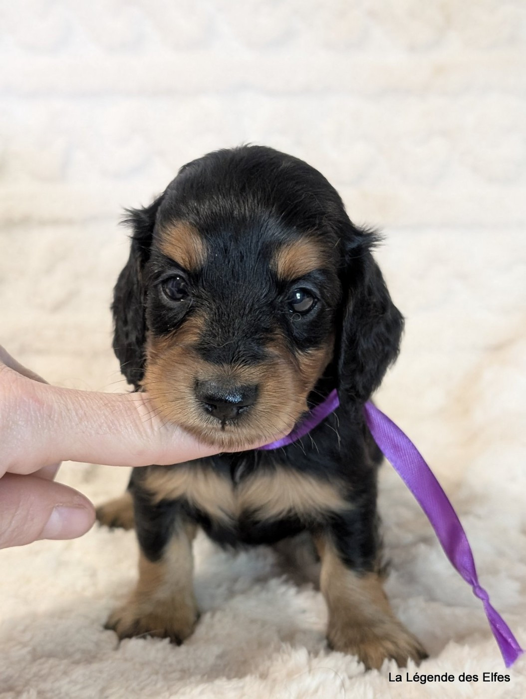 de la légende des elfes - Chiots disponibles - Teckel poil long