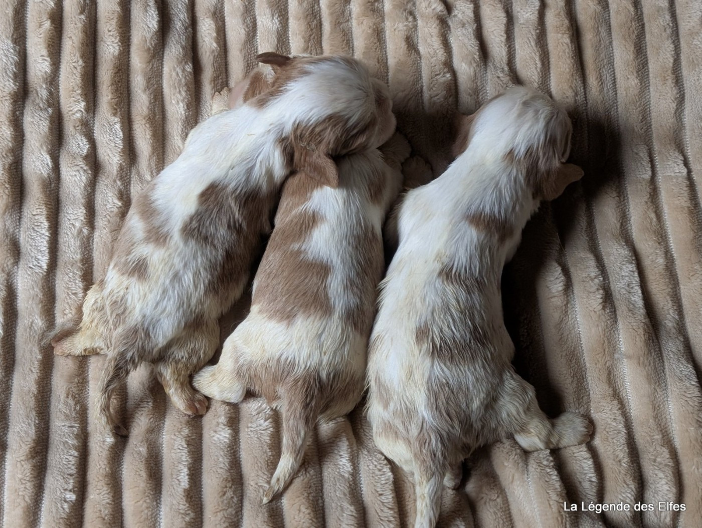 de la légende des elfes - Chiots disponibles - Cavalier King Charles Spaniel