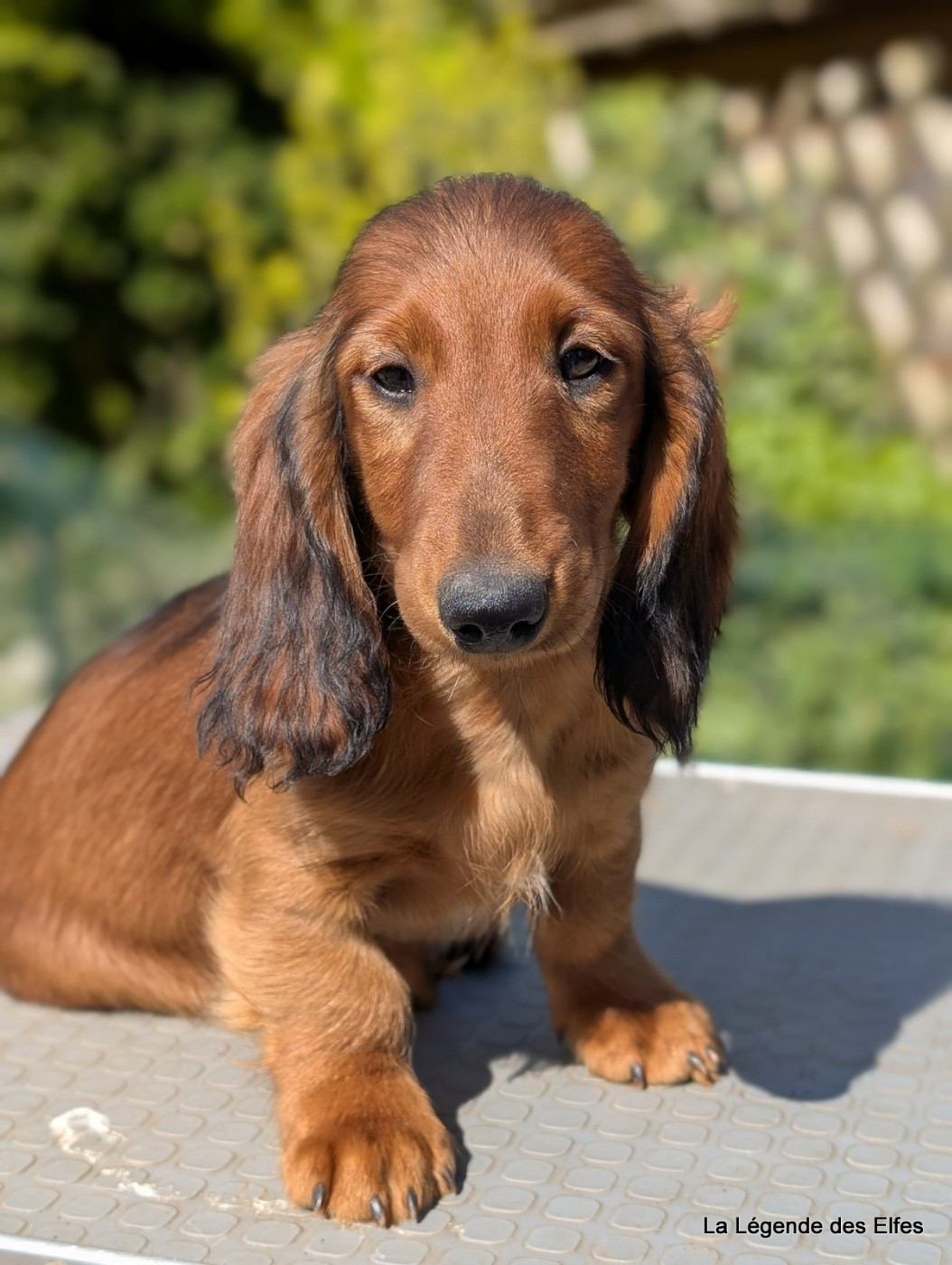 de la légende des elfes - Chiots disponibles - Teckel poil long