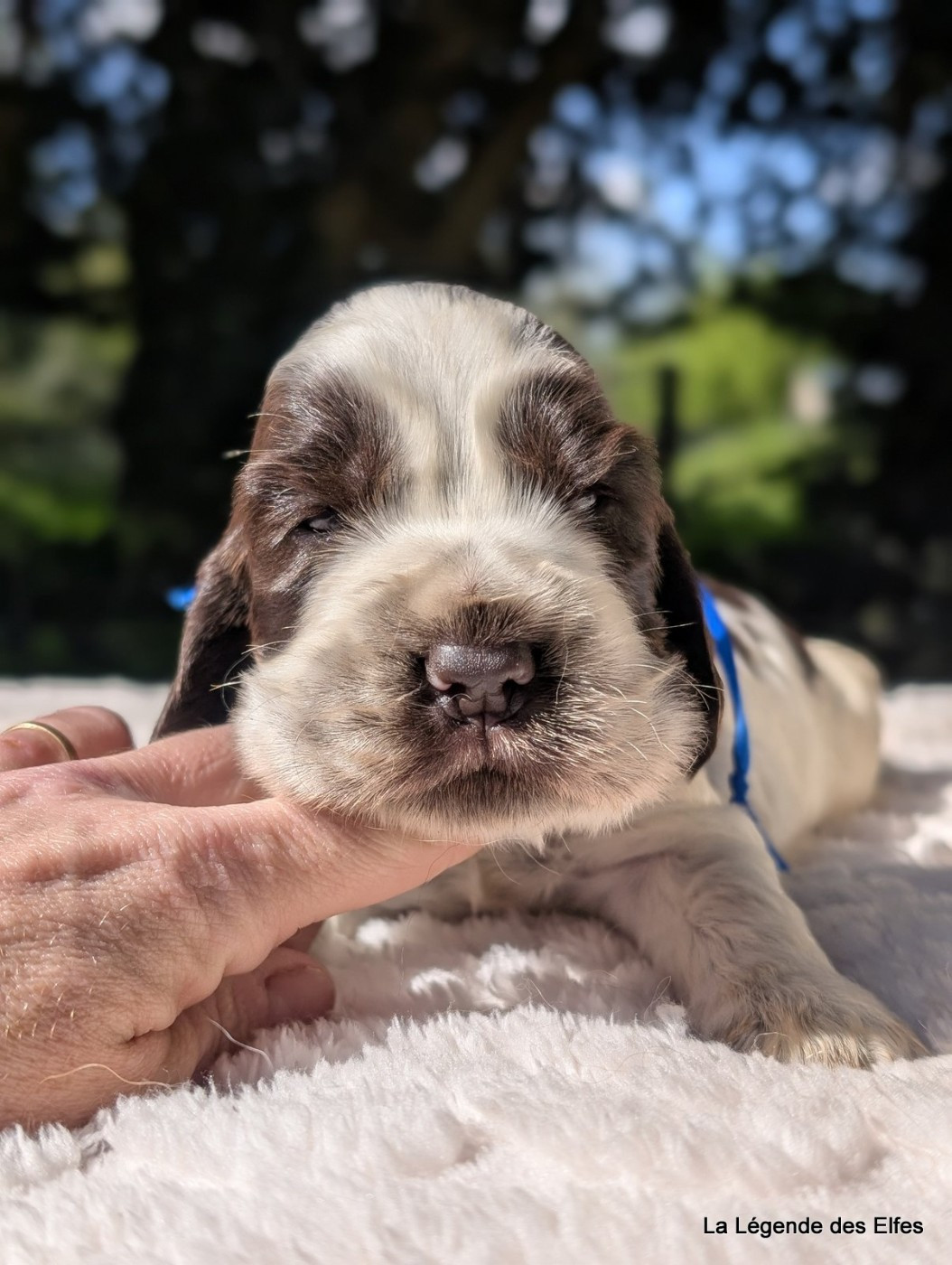 de la légende des elfes - Chiots disponibles - Cocker Spaniel Anglais