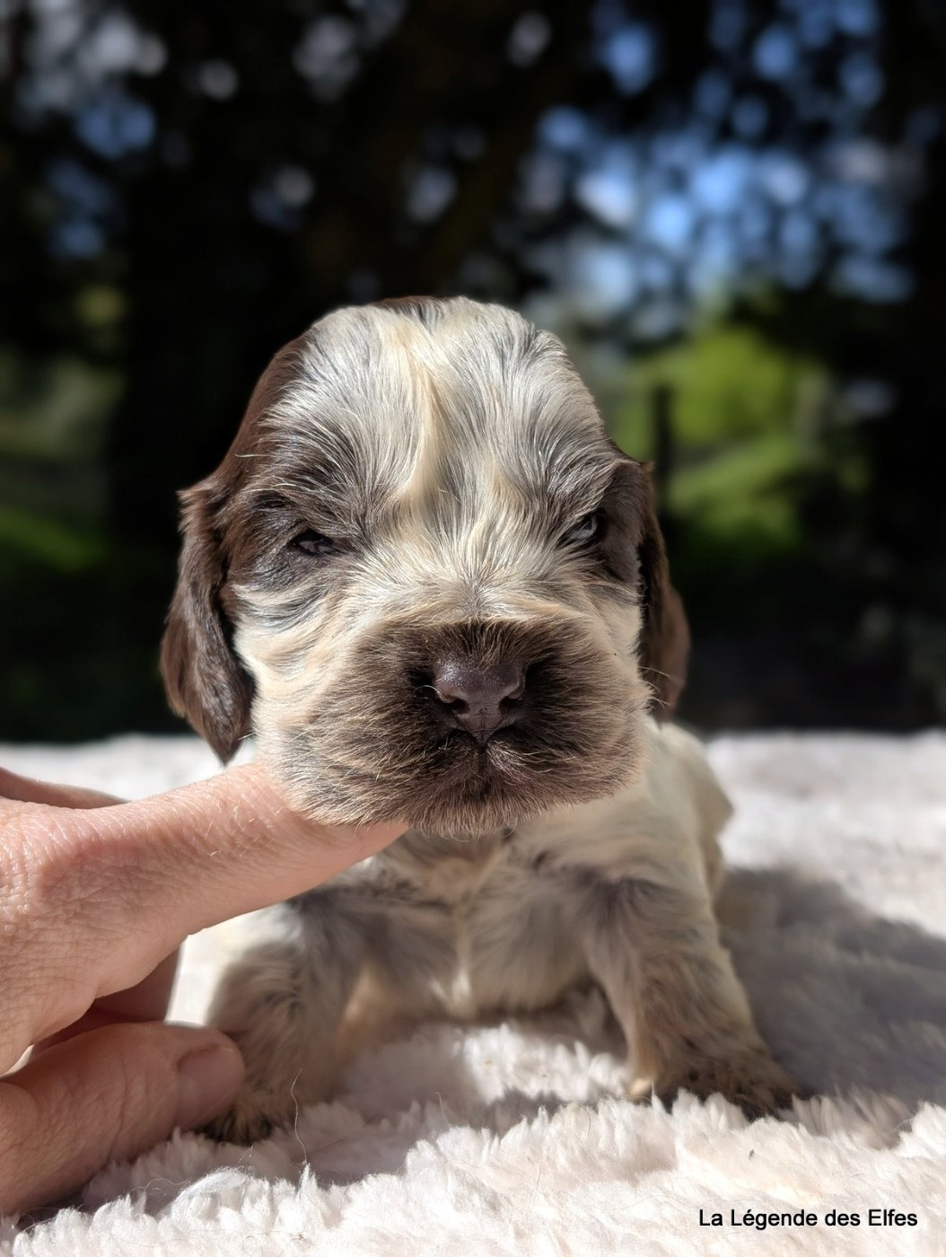 de la légende des elfes - Chiots disponibles - Cocker Spaniel Anglais