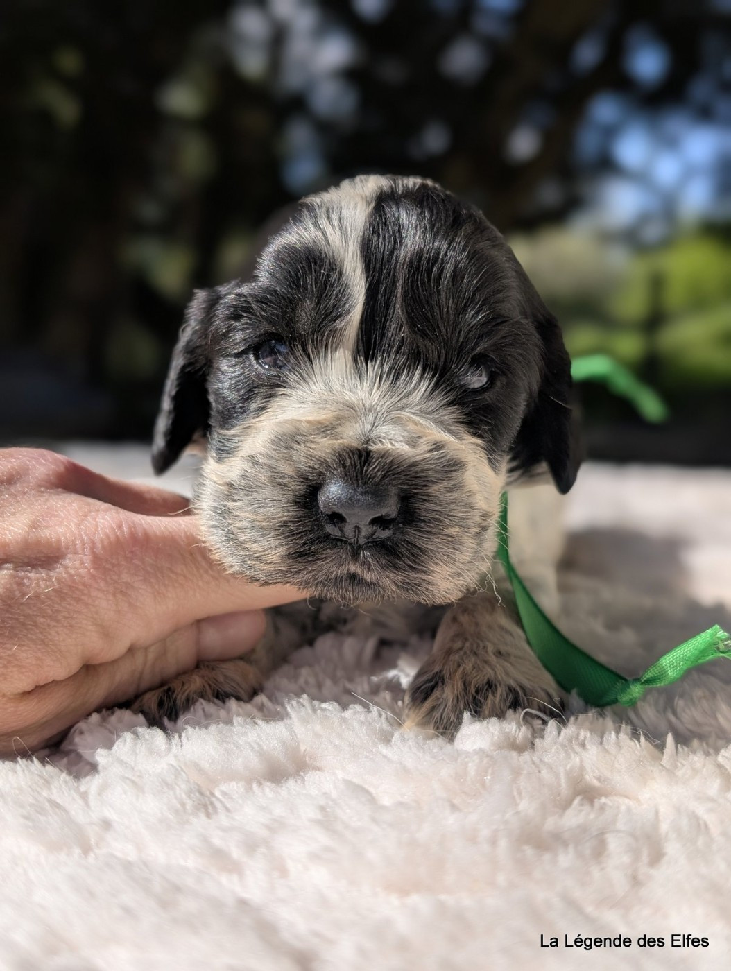 de la légende des elfes - Chiots disponibles - Cocker Spaniel Anglais