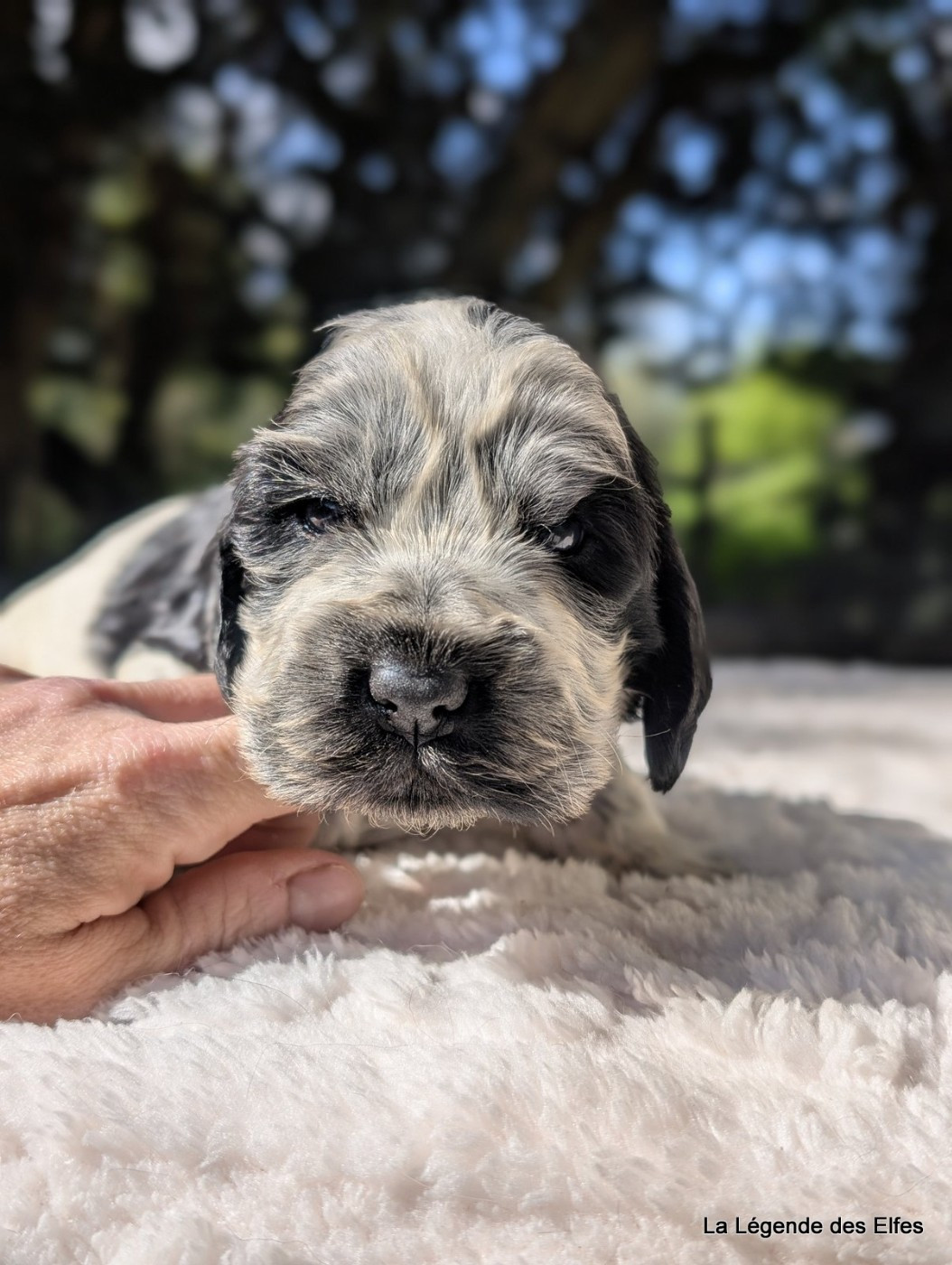 de la légende des elfes - Chiots disponibles - Cocker Spaniel Anglais