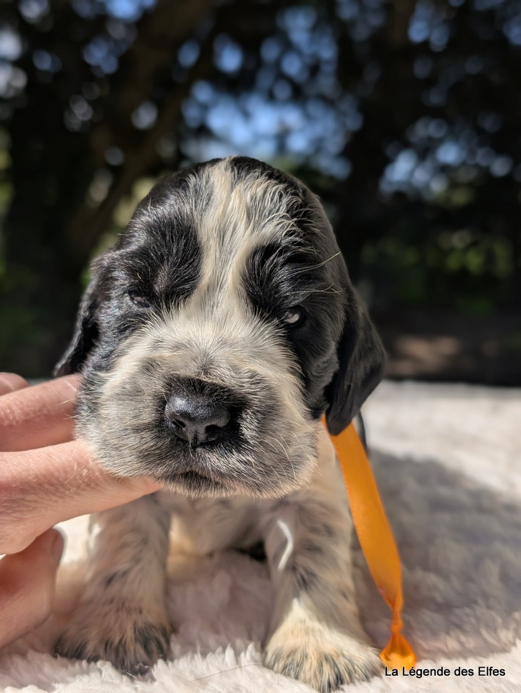 de la légende des elfes - Chiots disponibles - Cocker Spaniel Anglais