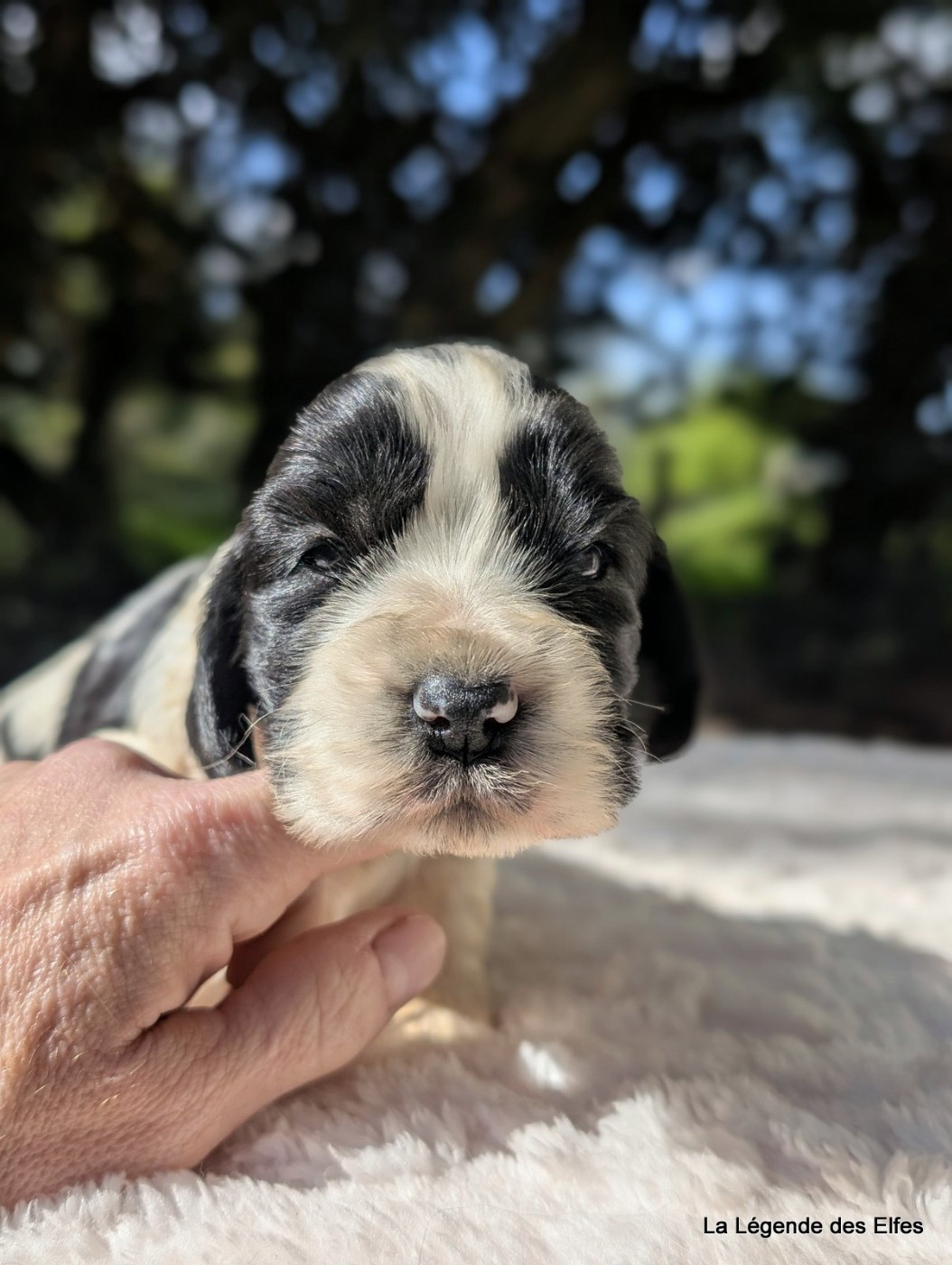 de la légende des elfes - Chiots disponibles - Cocker Spaniel Anglais