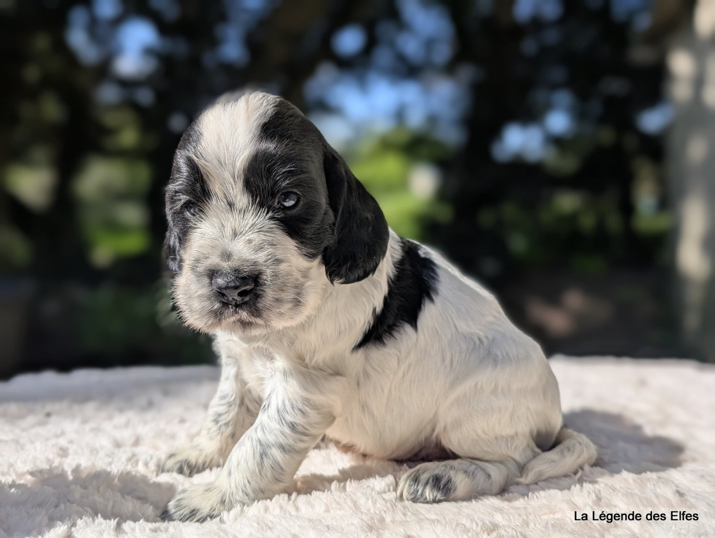 de la légende des elfes - Chiots disponibles - Cocker Spaniel Anglais