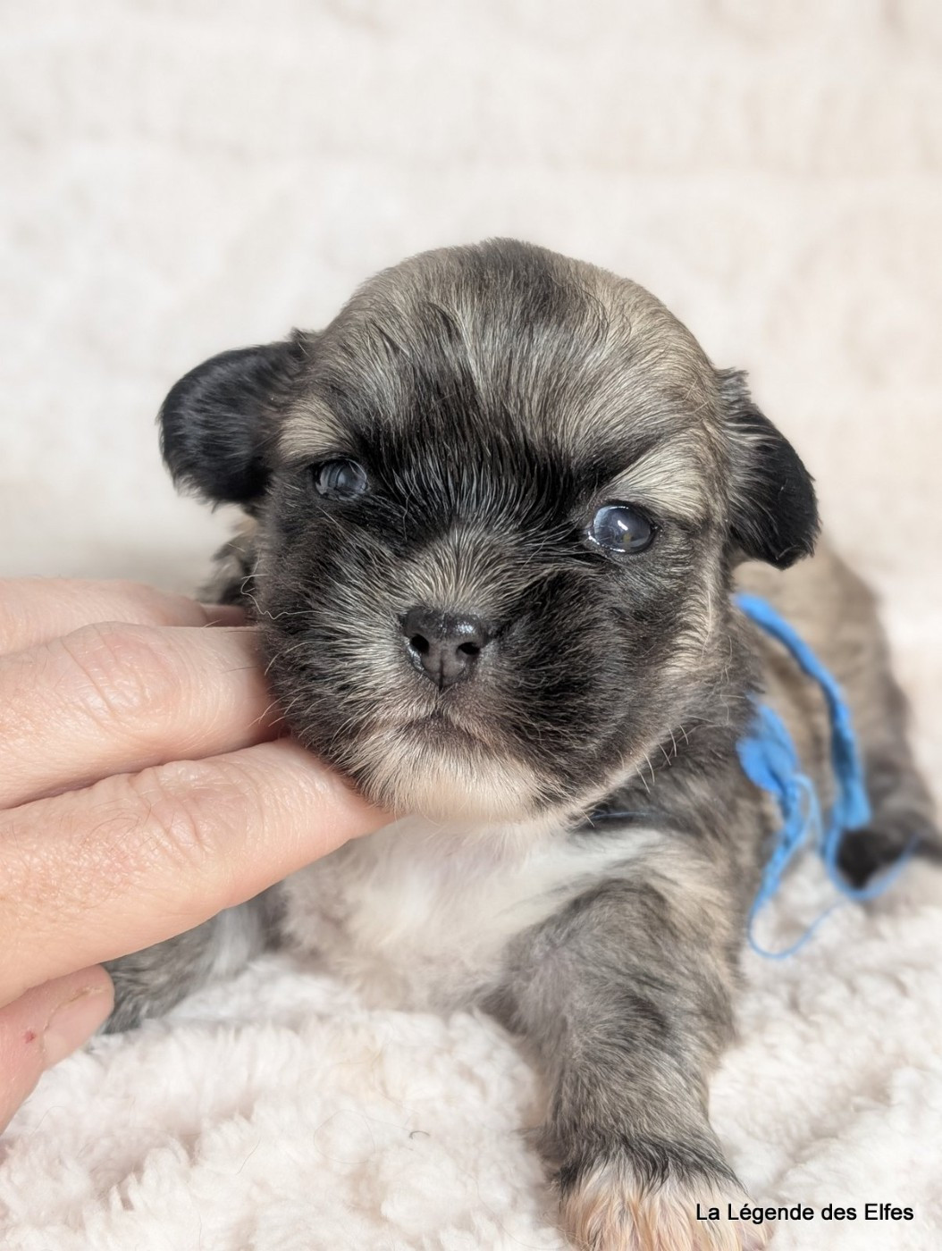 de la légende des elfes - Chiots disponibles - Epagneul tibetain