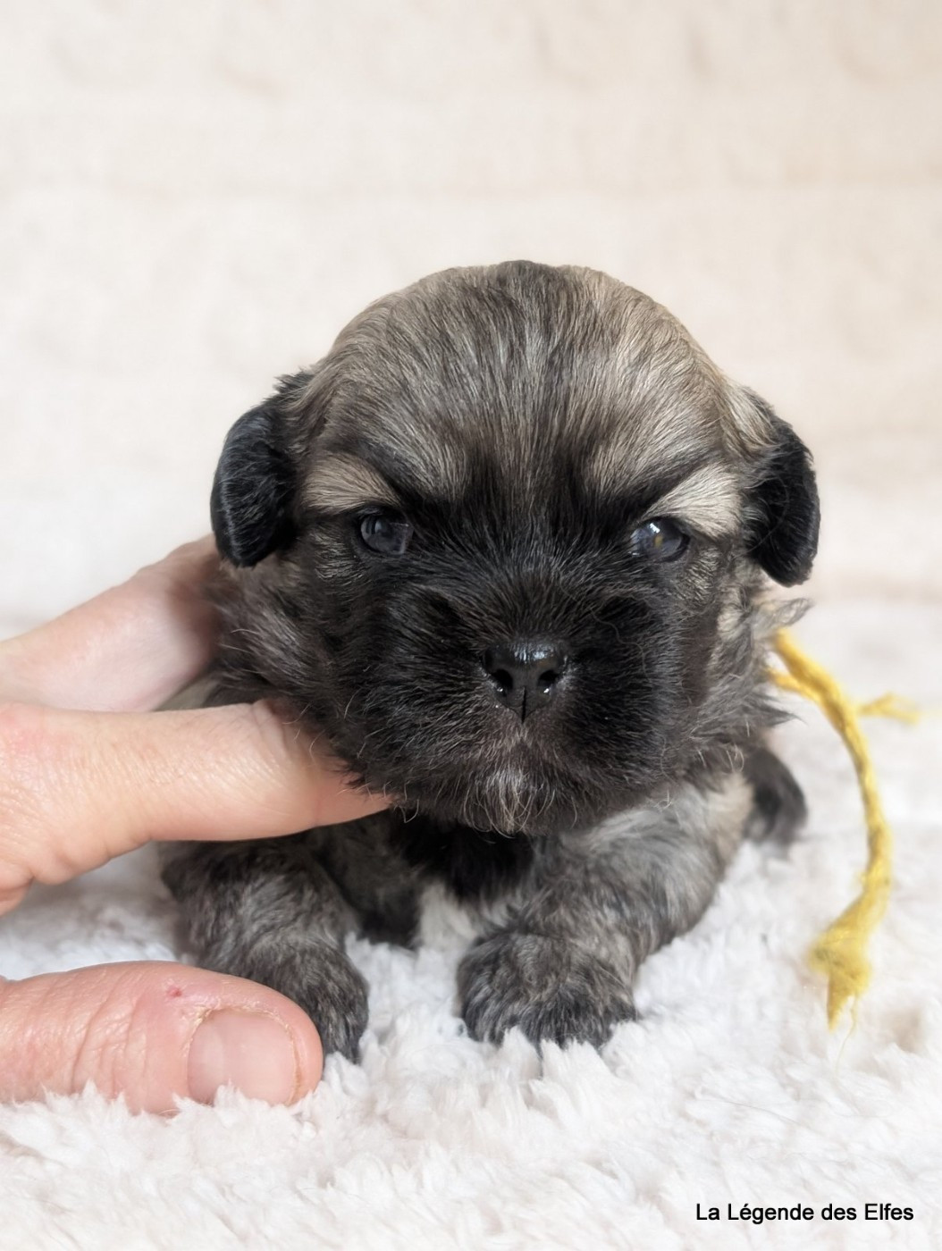 de la légende des elfes - Chiots disponibles - Epagneul tibetain