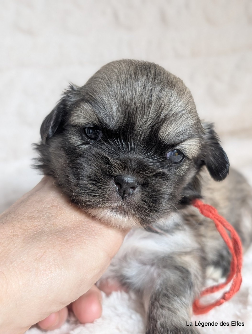 de la légende des elfes - Chiots disponibles - Epagneul tibetain