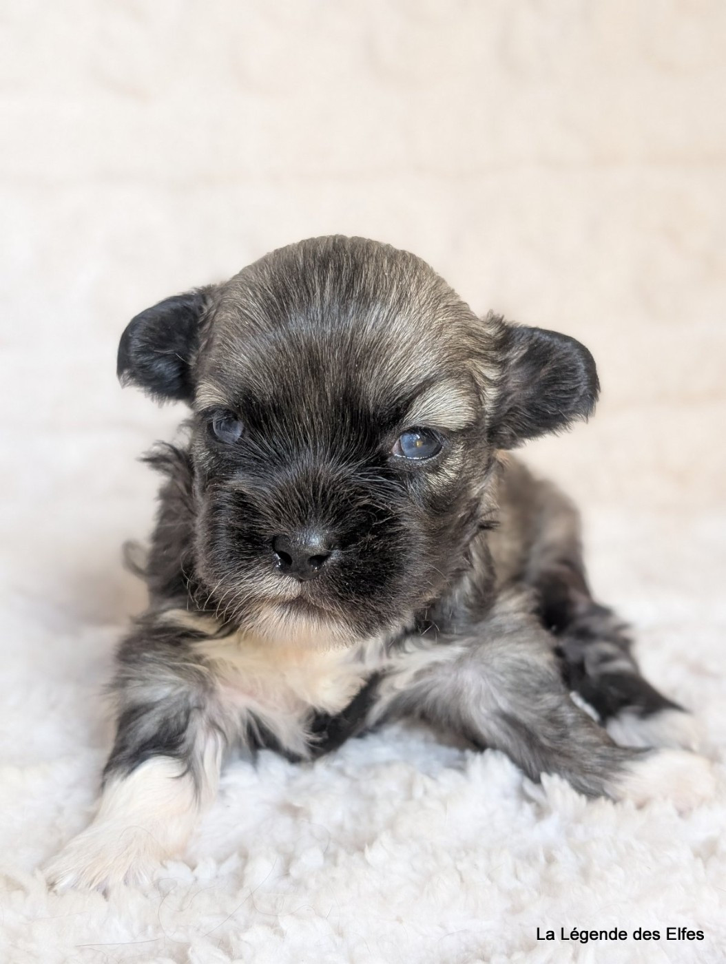 de la légende des elfes - Chiots disponibles - Epagneul tibetain