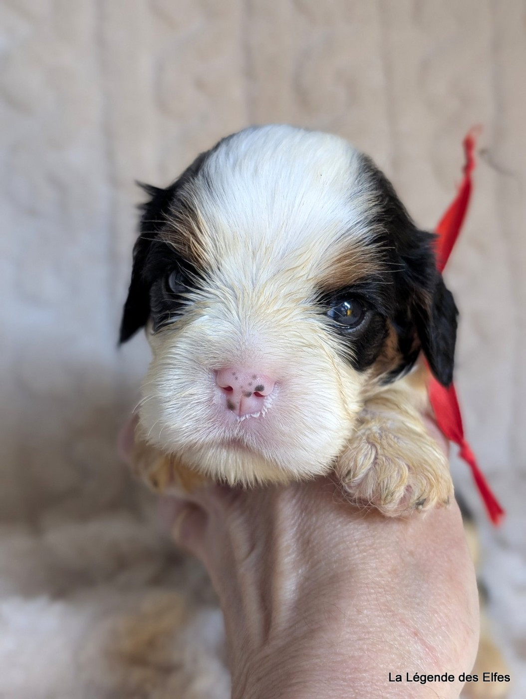 de la légende des elfes - Chiots disponibles - Cavalier King Charles Spaniel