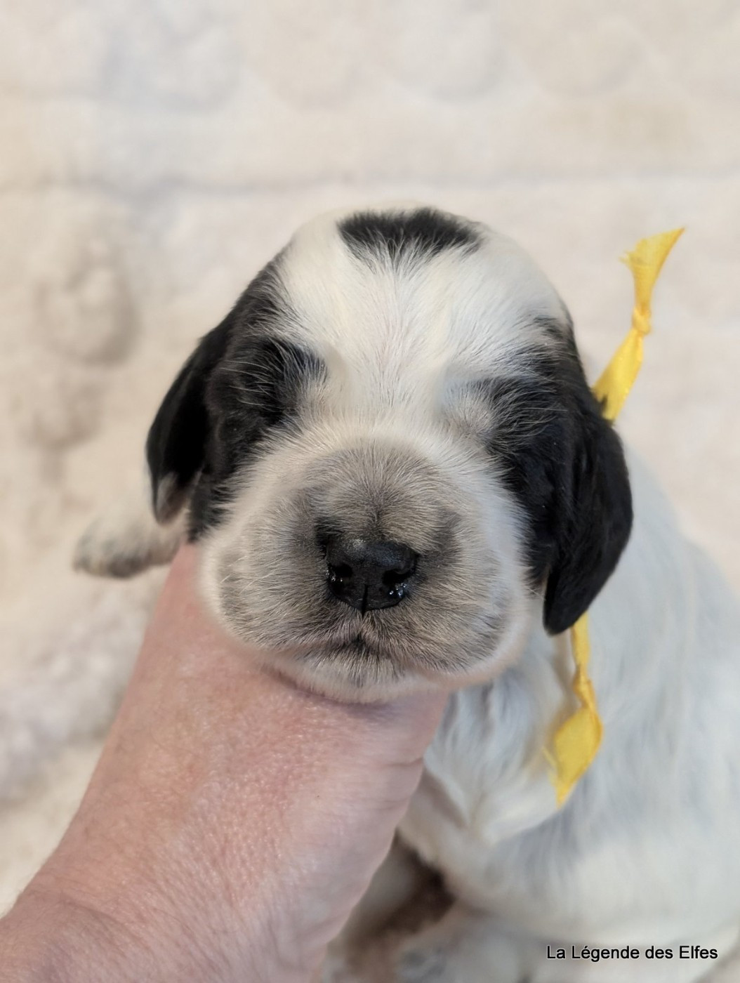 de la légende des elfes - Cocker Spaniel Anglais - Portée née le 23/03/2026