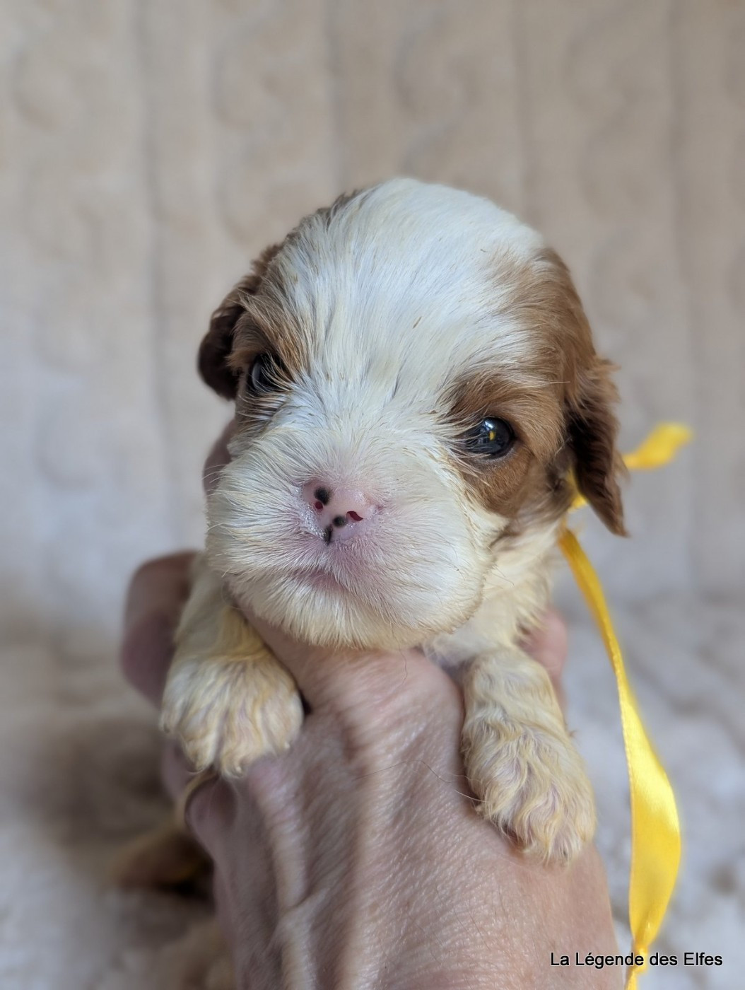 de la légende des elfes - Chiots disponibles - Cavalier King Charles Spaniel