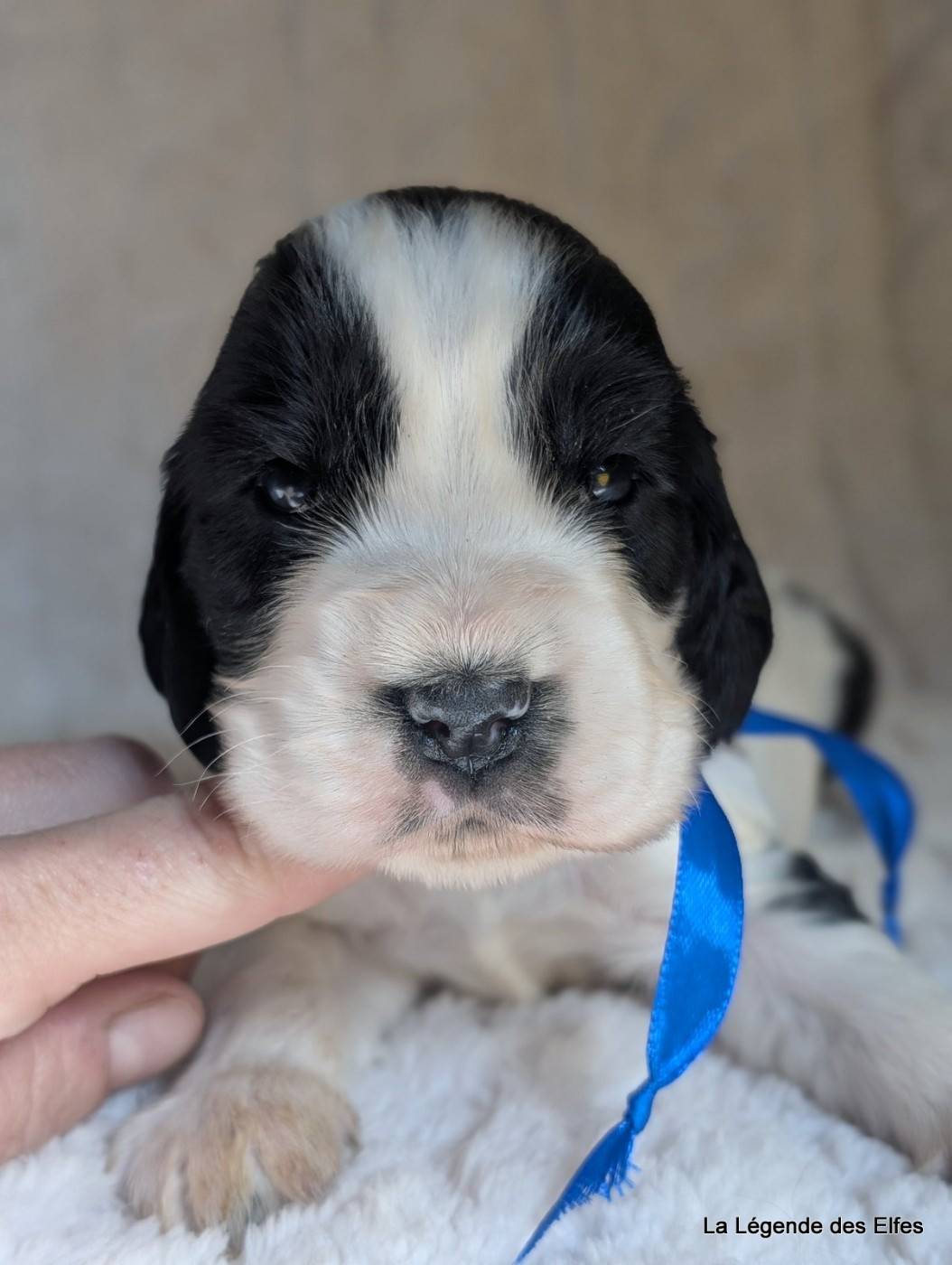 de la légende des elfes - Chiots disponibles - Cocker Spaniel Anglais