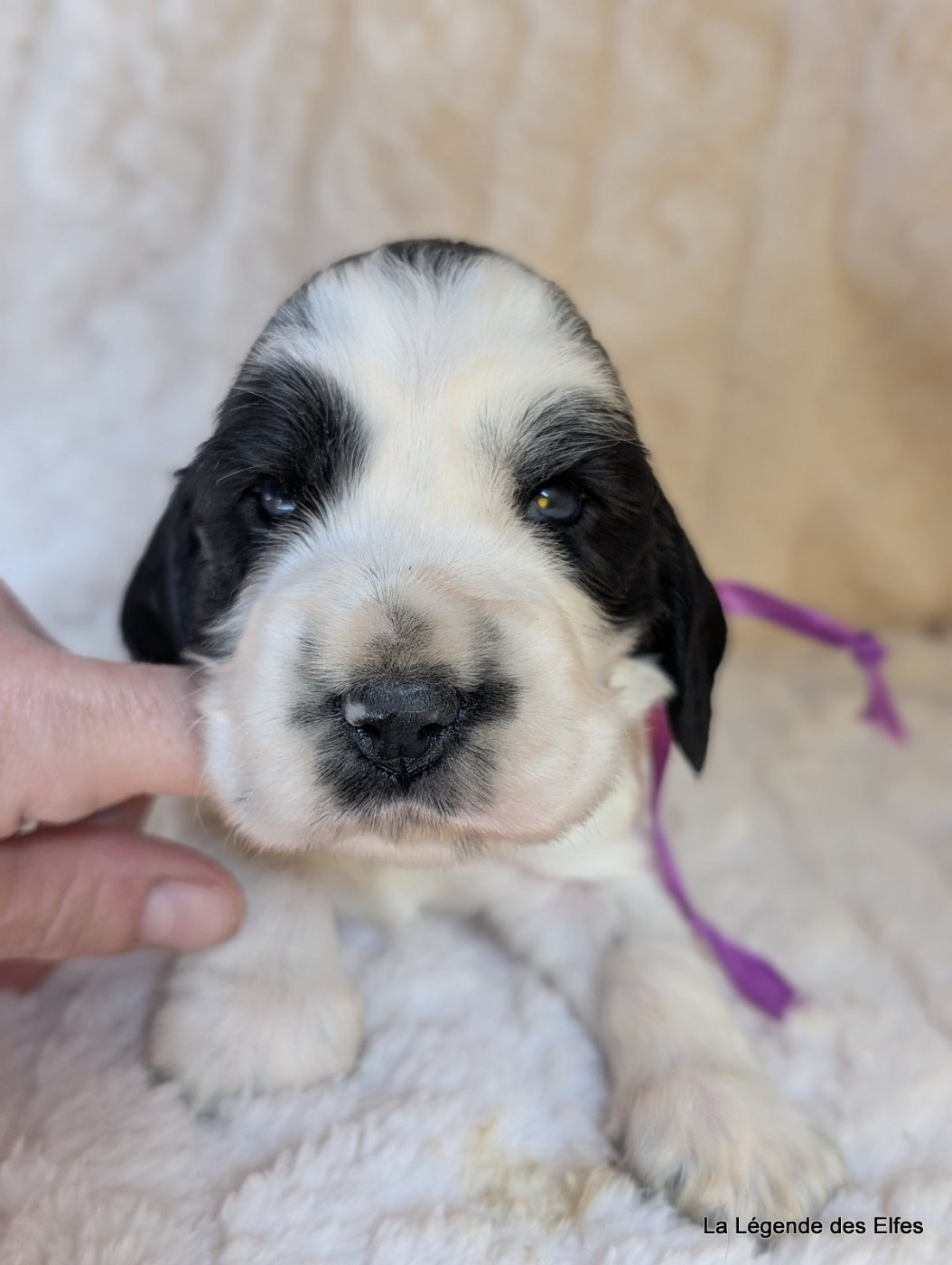 de la légende des elfes - Chiots disponibles - Cocker Spaniel Anglais