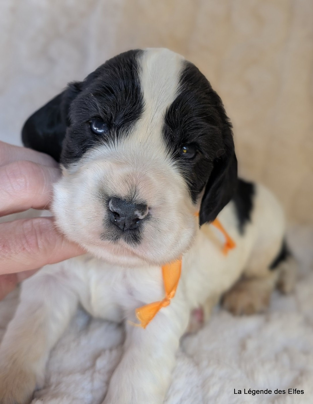 de la légende des elfes - Chiots disponibles - Cocker Spaniel Anglais