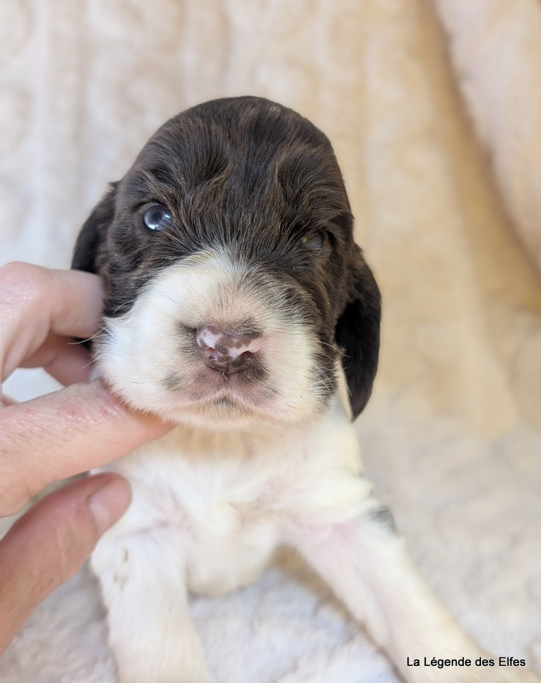 de la légende des elfes - Chiots disponibles - Cocker Spaniel Anglais