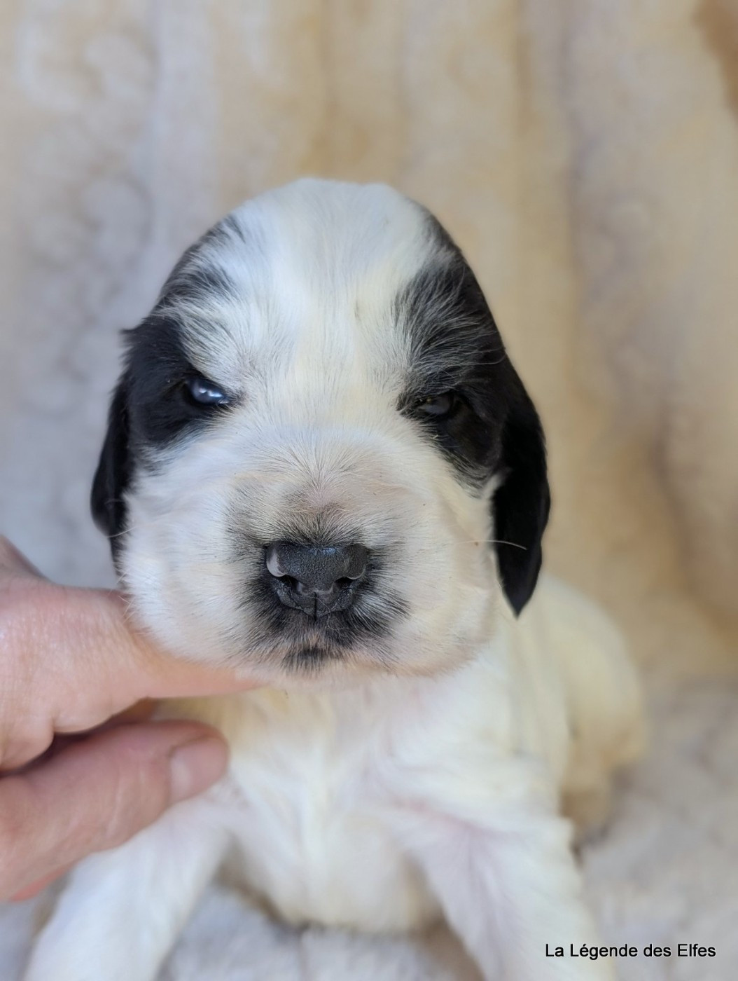 de la légende des elfes - Chiots disponibles - Cocker Spaniel Anglais