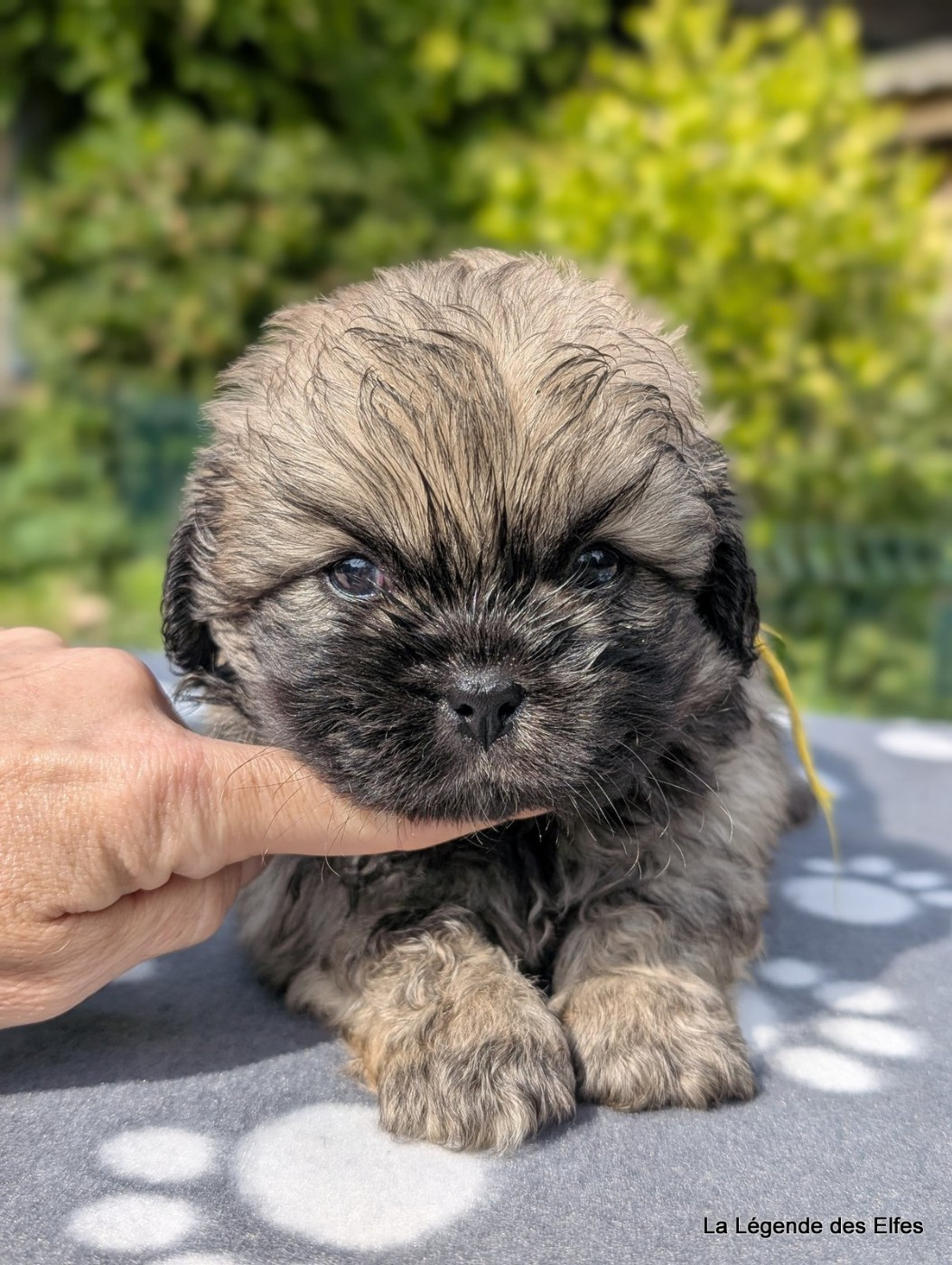 de la légende des elfes - Chiots disponibles - Epagneul tibetain