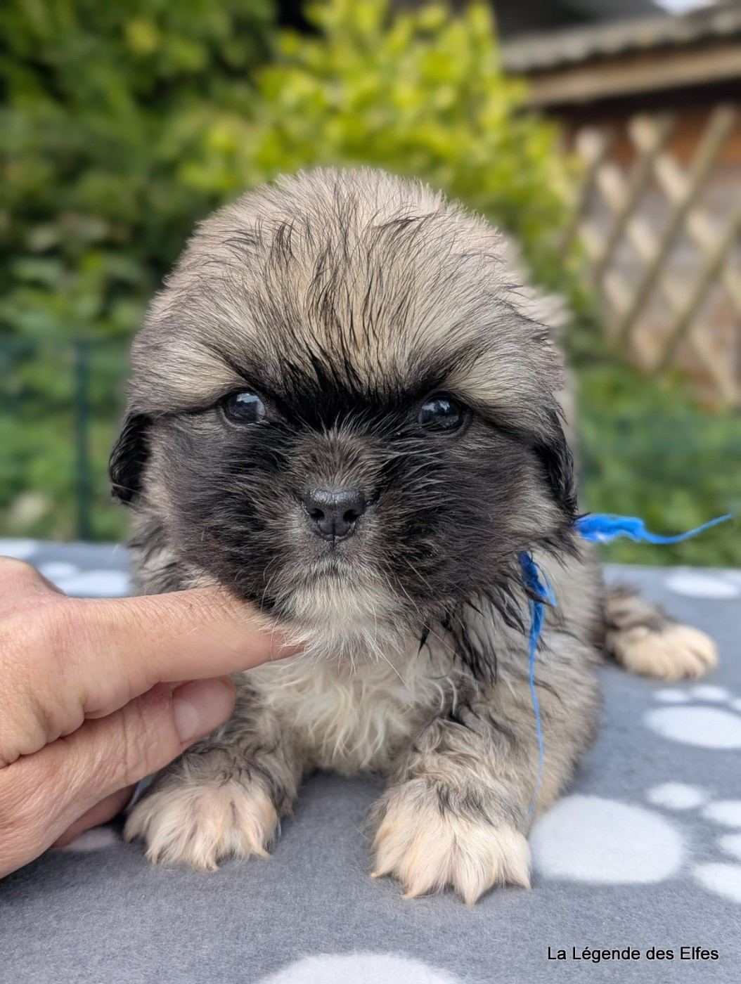 de la légende des elfes - Chiots disponibles - Epagneul tibetain