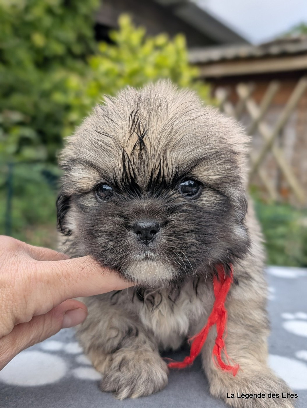 de la légende des elfes - Chiots disponibles - Epagneul tibetain