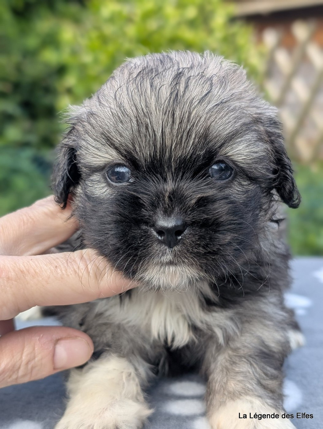 de la légende des elfes - Chiots disponibles - Epagneul tibetain