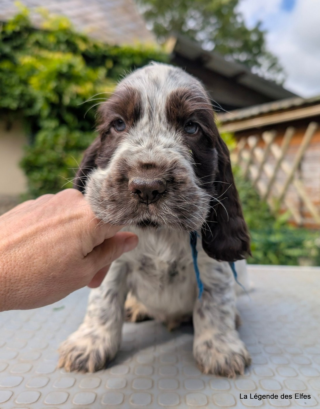 de la légende des elfes - Chiots disponibles - Cocker Spaniel Anglais