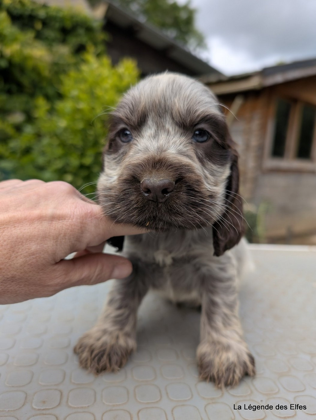 de la légende des elfes - Chiots disponibles - Cocker Spaniel Anglais
