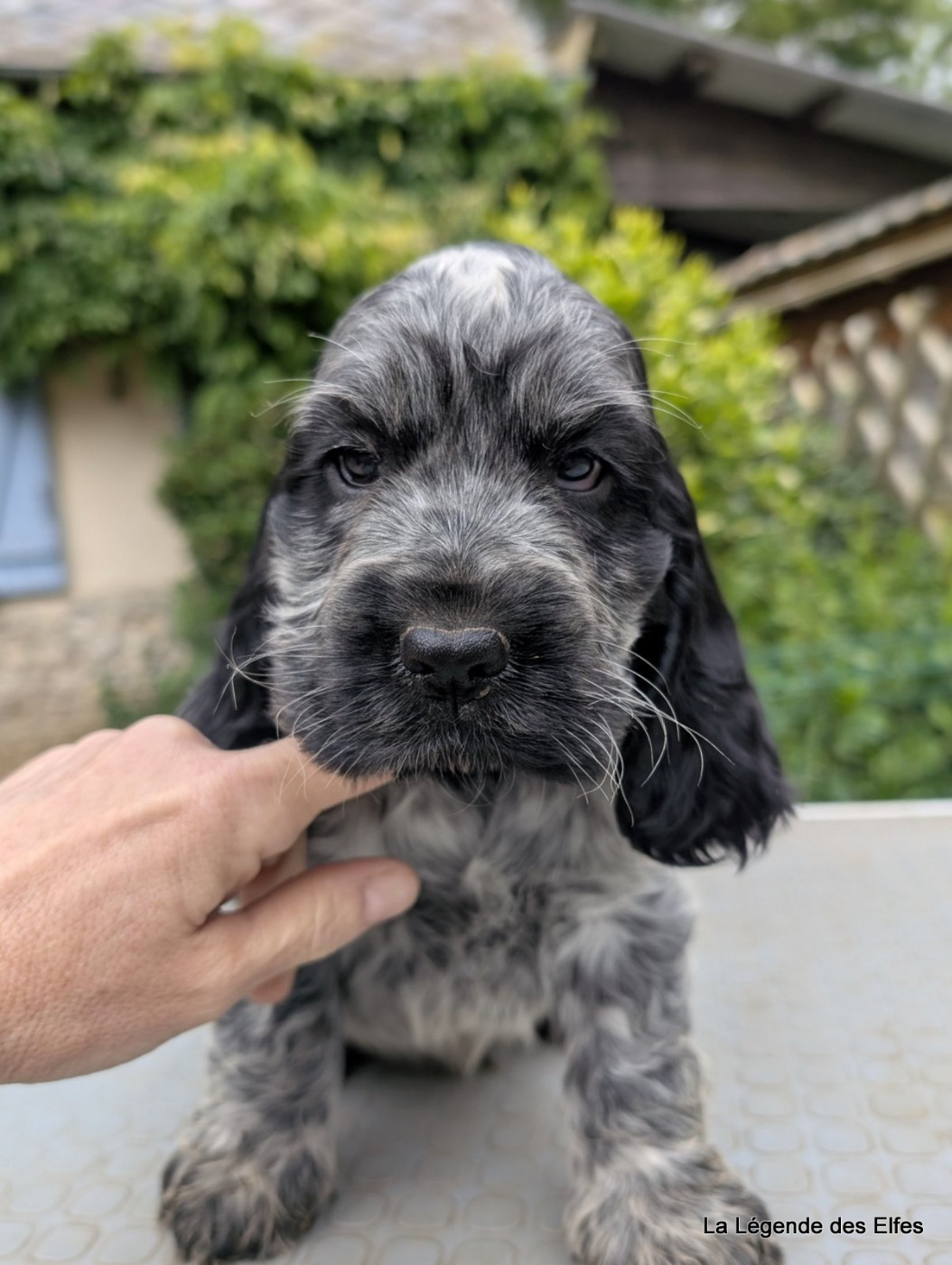 de la légende des elfes - Chiots disponibles - Cocker Spaniel Anglais