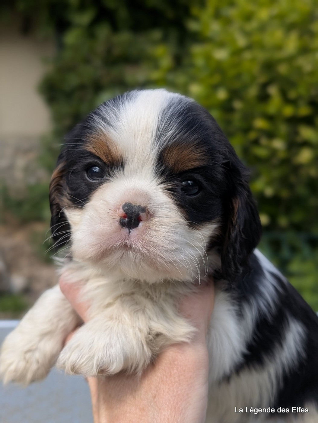 de la légende des elfes - Chiots disponibles - Cavalier King Charles Spaniel