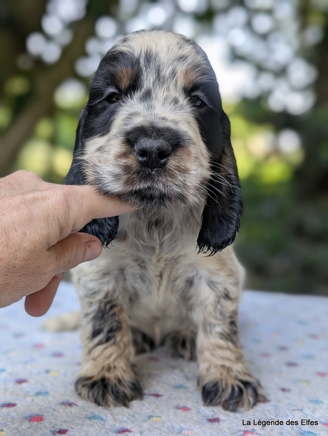 de la légende des elfes - Chiots disponibles - Cocker Spaniel Anglais