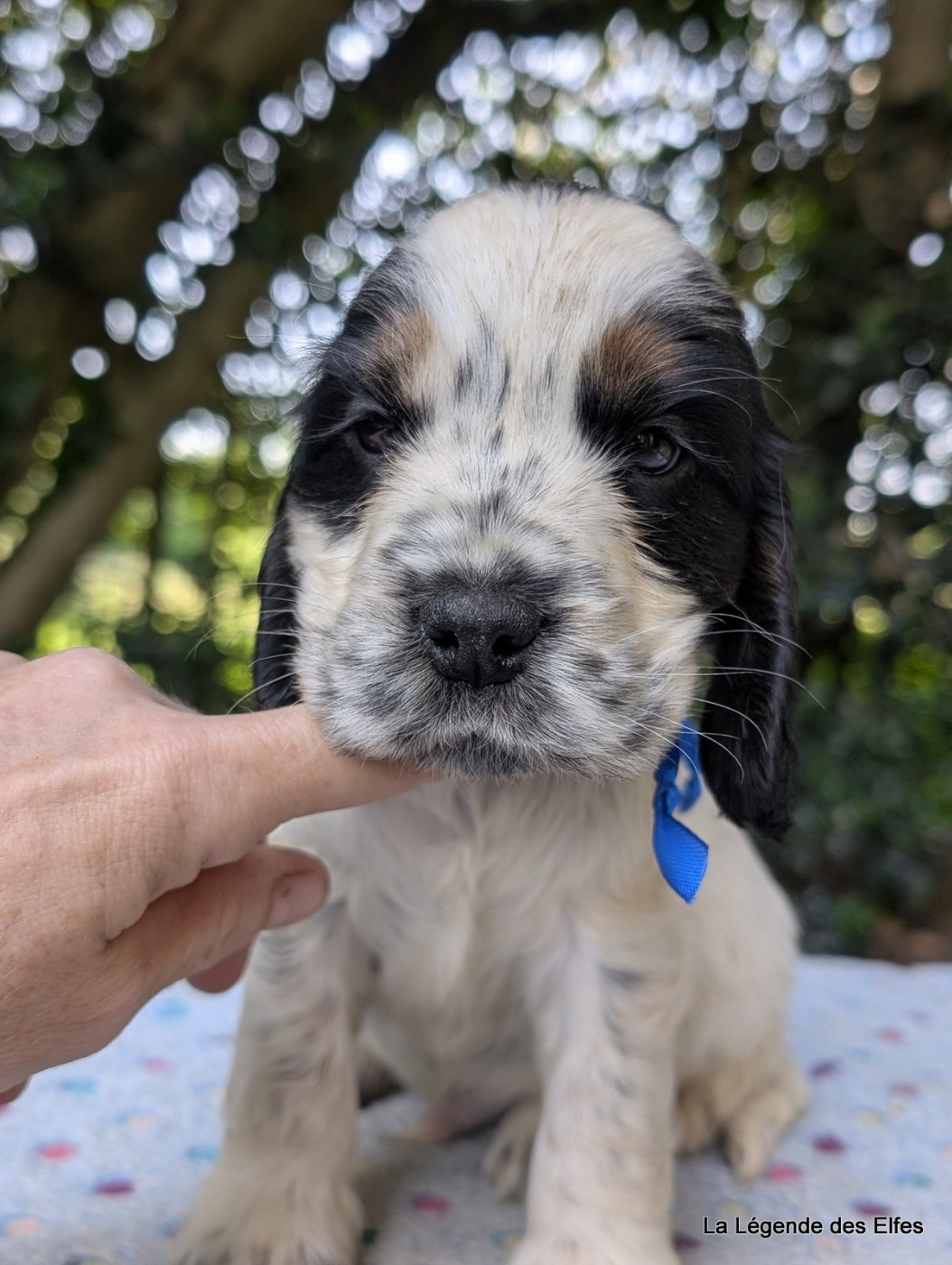 de la légende des elfes - Chiots disponibles - Cocker Spaniel Anglais