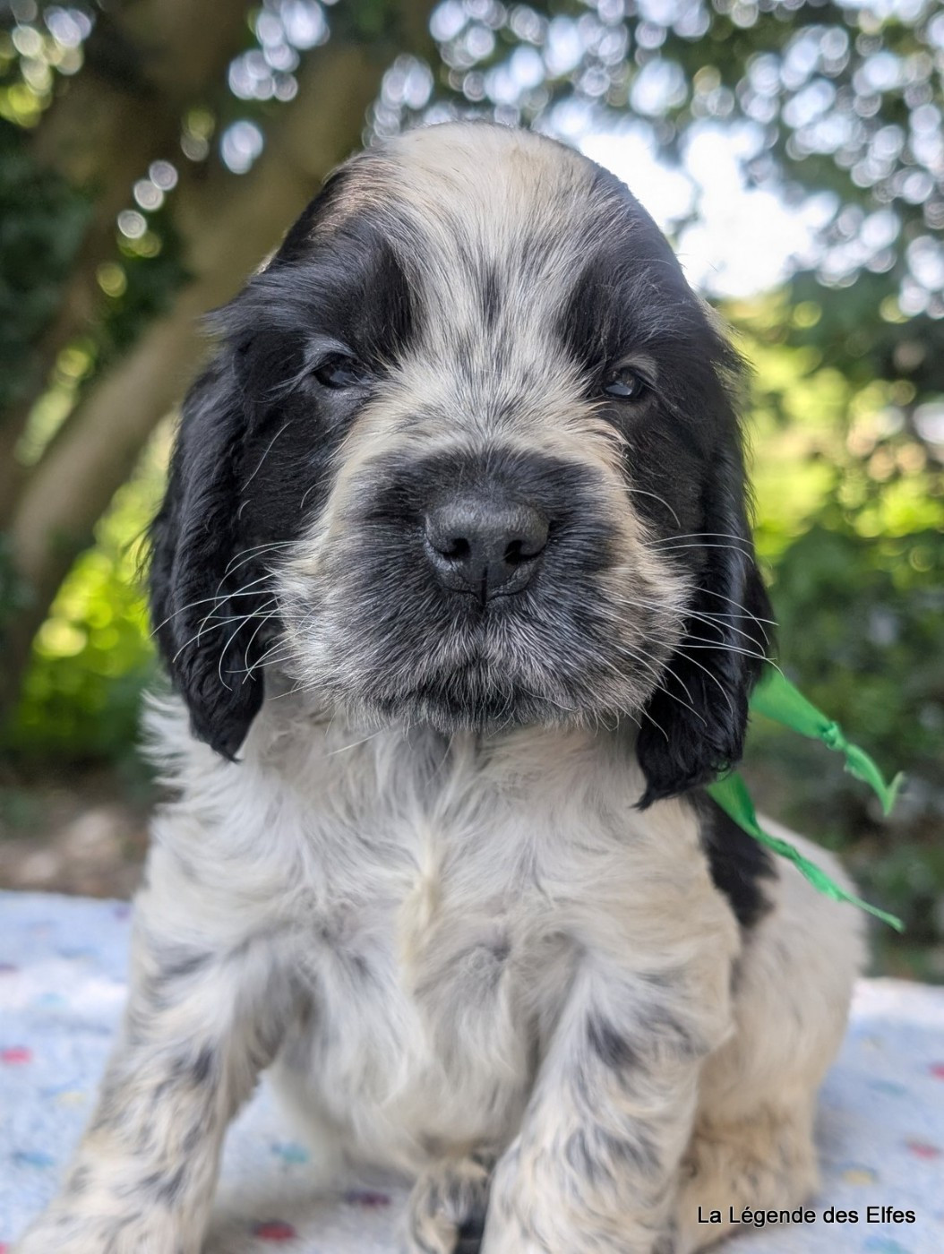 de la légende des elfes - Chiots disponibles - Cocker Spaniel Anglais