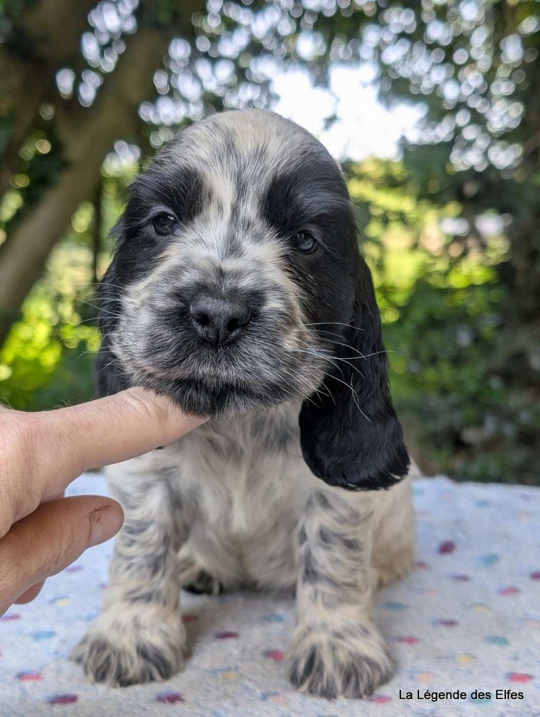 de la légende des elfes - Chiots disponibles - Cocker Spaniel Anglais